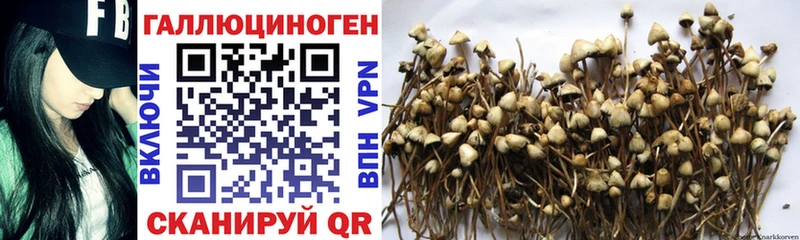 Псилоцибиновые грибы Cubensis  цена наркотик  KRAKEN tor  Старый Оскол 